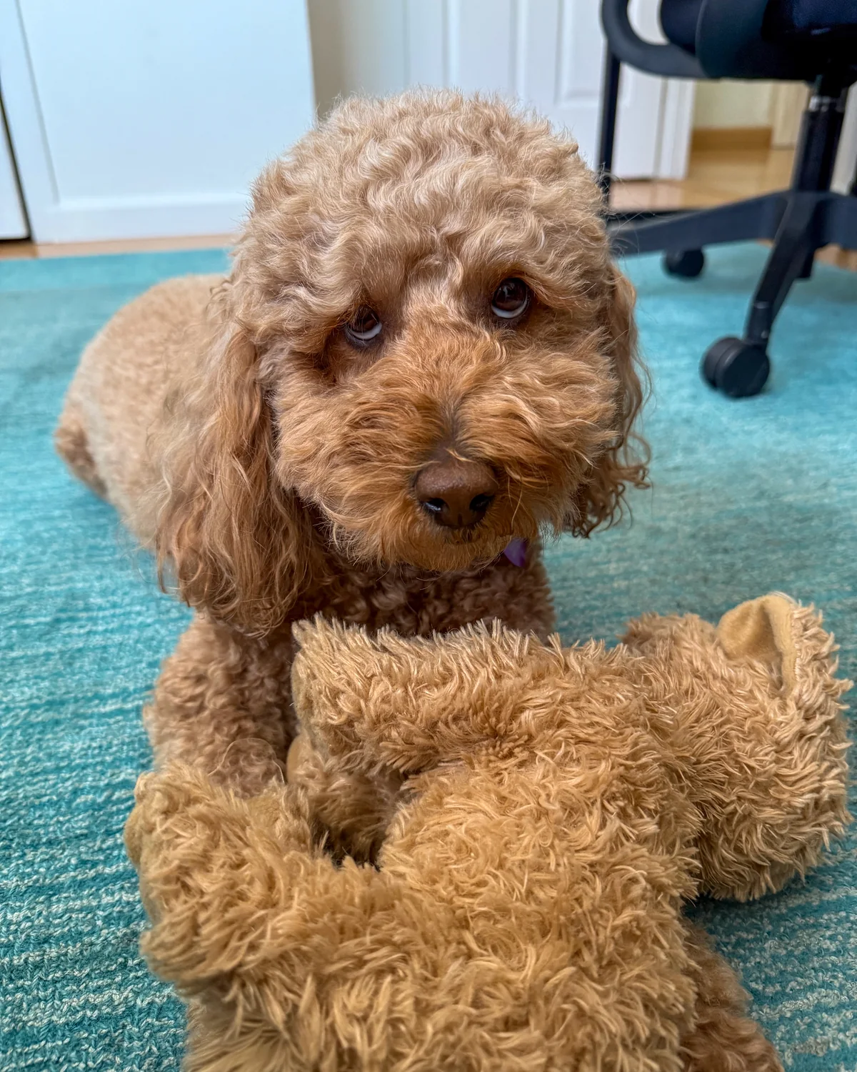 Nia, a red poodle, lying on the office rug and looking straight at the camera.