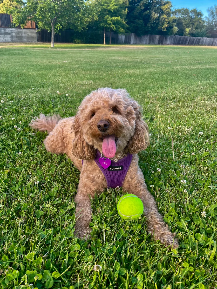 Nia lying in the grass at the park, tongue out, a tennis ball between her paws.